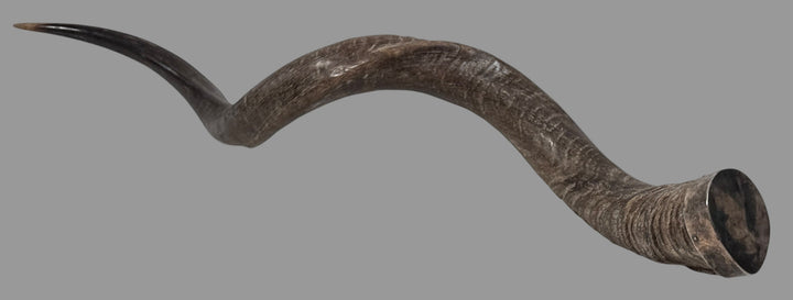 Authentic vintage Kudu shofar with natural patina and silver mouthpiece cap. Hand-carved ceremonial ram’s horn from Israel or South Africa.