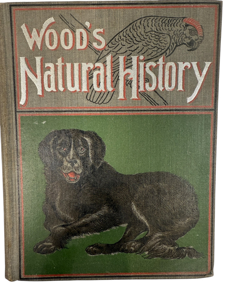 1899 J.G. Wood Illustrated Natural History with colour plates and decorative cover. Antique wildlife book ideal for collectors, home libraries, and vintage décor.