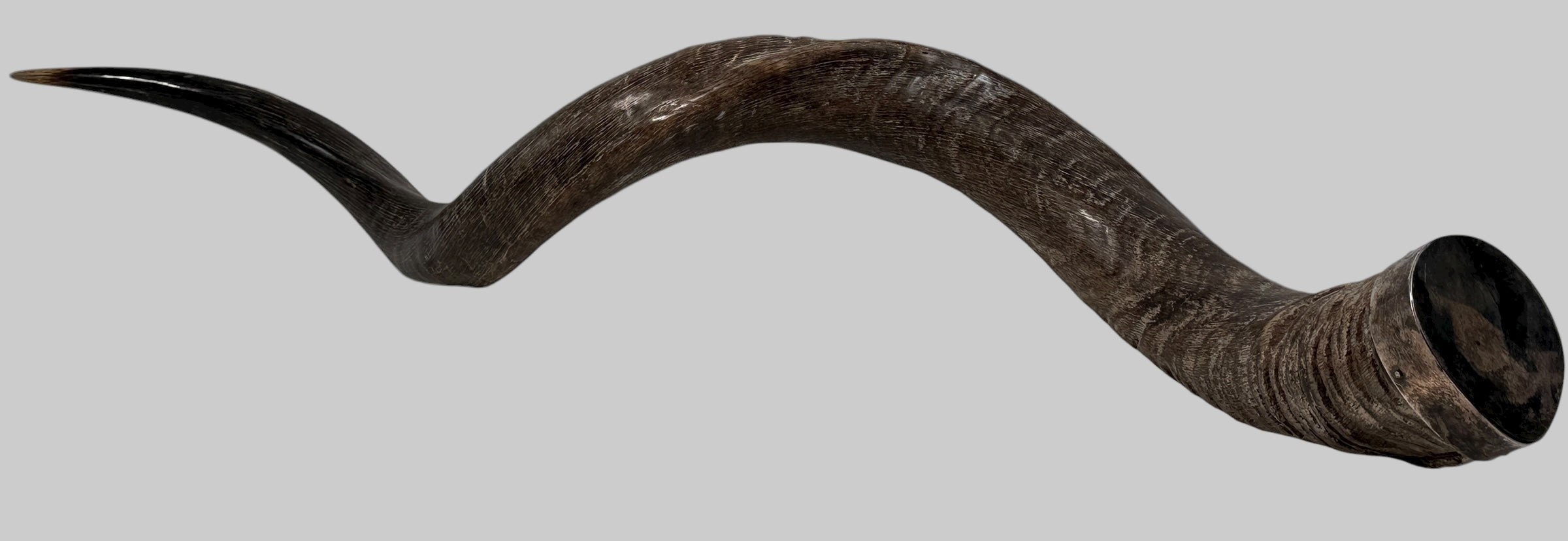 Authentic vintage Kudu shofar with natural patina and silver mouthpiece cap. Hand-carved ceremonial ram’s horn from Israel or South Africa.
