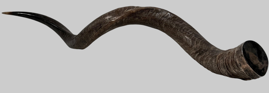 Authentic vintage Kudu shofar with natural patina and silver mouthpiece cap. Hand-carved ceremonial ram’s horn from Israel or South Africa.