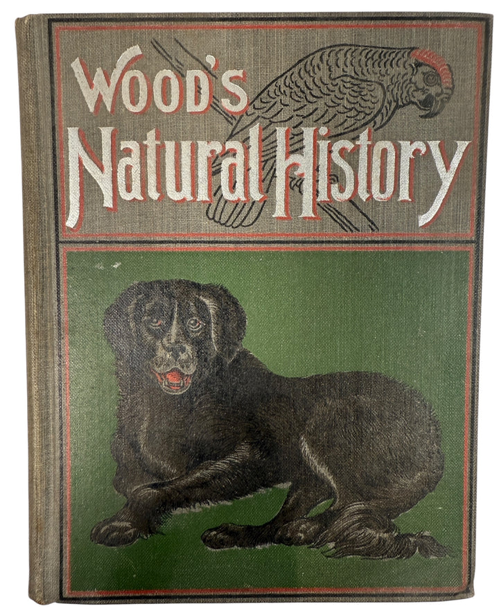 1899 J.G. Wood Illustrated Natural History with colour plates and decorative cover. Antique wildlife book ideal for collectors, home libraries, and vintage décor.