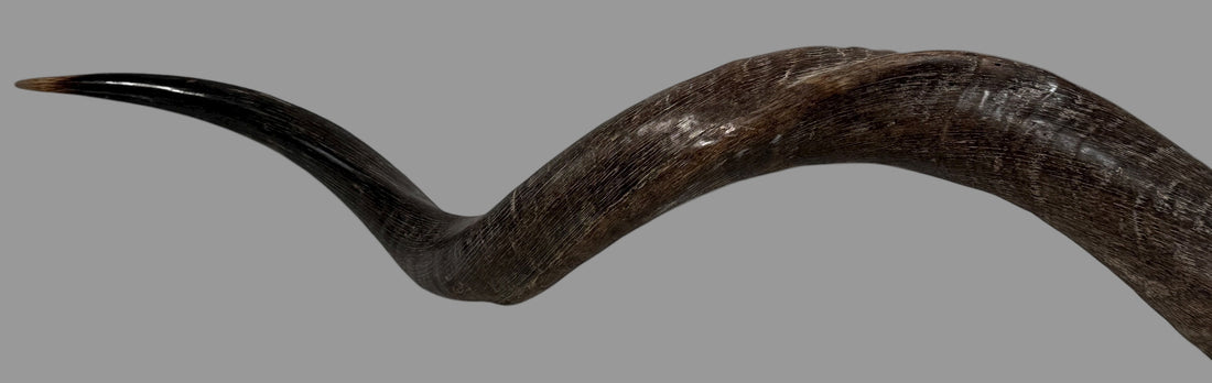 Authentic vintage Kudu shofar with natural patina and silver mouthpiece cap. Hand-carved ceremonial ram’s horn from Israel or South Africa.