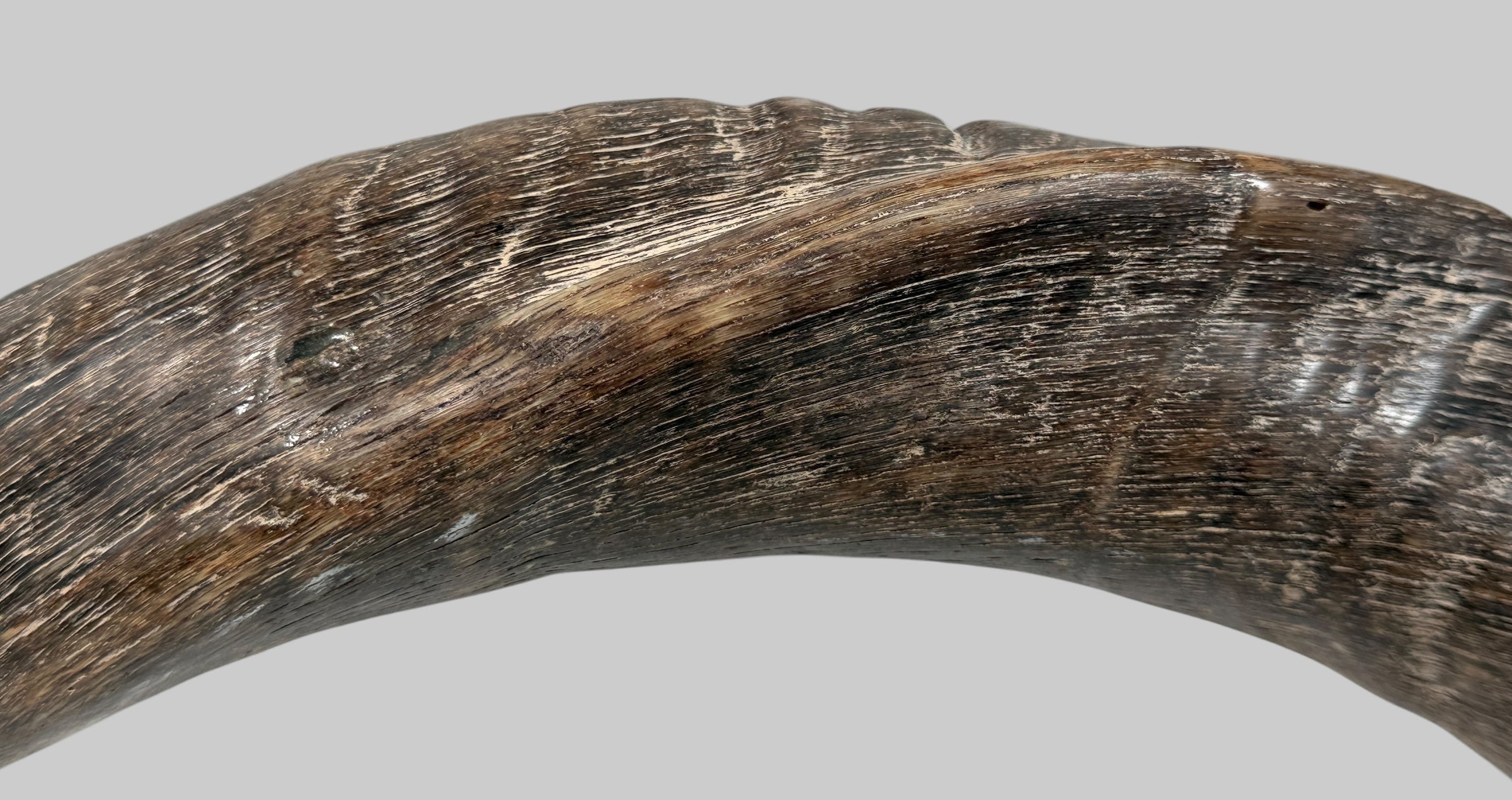 Authentic vintage Kudu shofar with natural patina and silver mouthpiece cap. Hand-carved ceremonial ram’s horn from Israel or South Africa.
