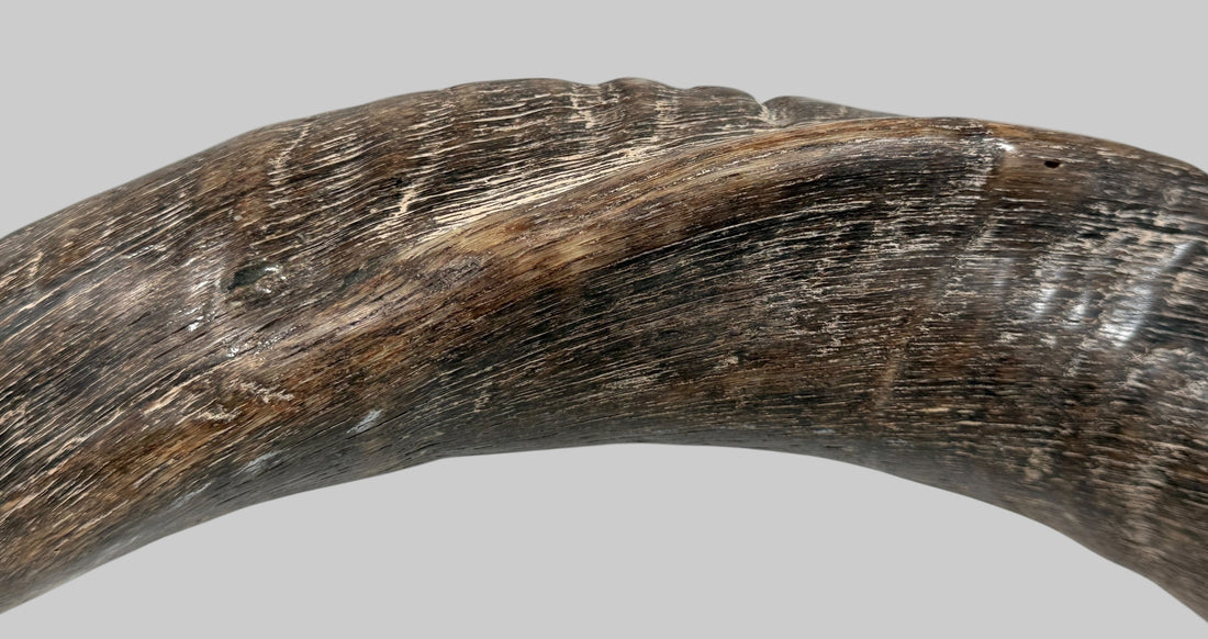 Authentic vintage Kudu shofar with natural patina and silver mouthpiece cap. Hand-carved ceremonial ram’s horn from Israel or South Africa.