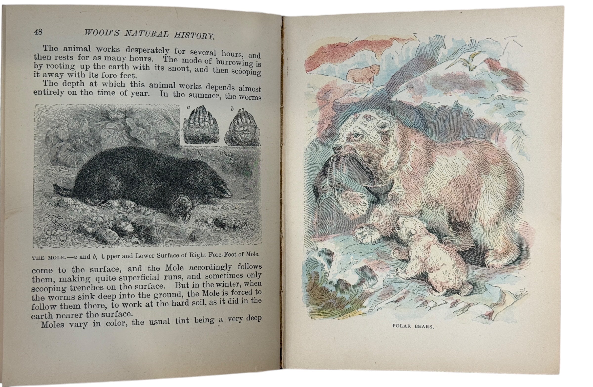1899 J.G. Wood Illustrated Natural History with colour plates and decorative cover. Antique wildlife book ideal for collectors, home libraries, and vintage décor.