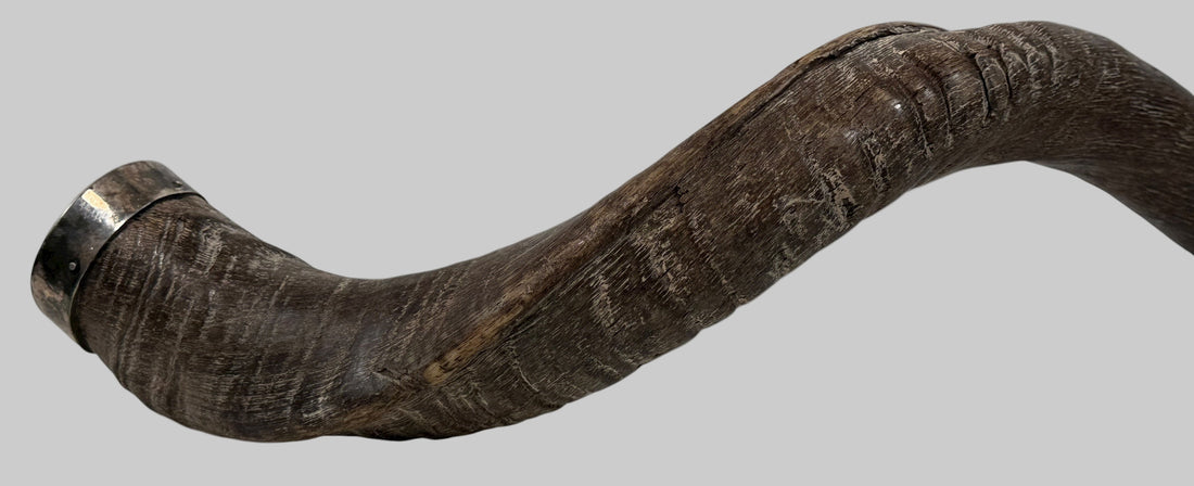 Authentic vintage Kudu shofar with natural patina and silver mouthpiece cap. Hand-carved ceremonial ram’s horn from Israel or South Africa.