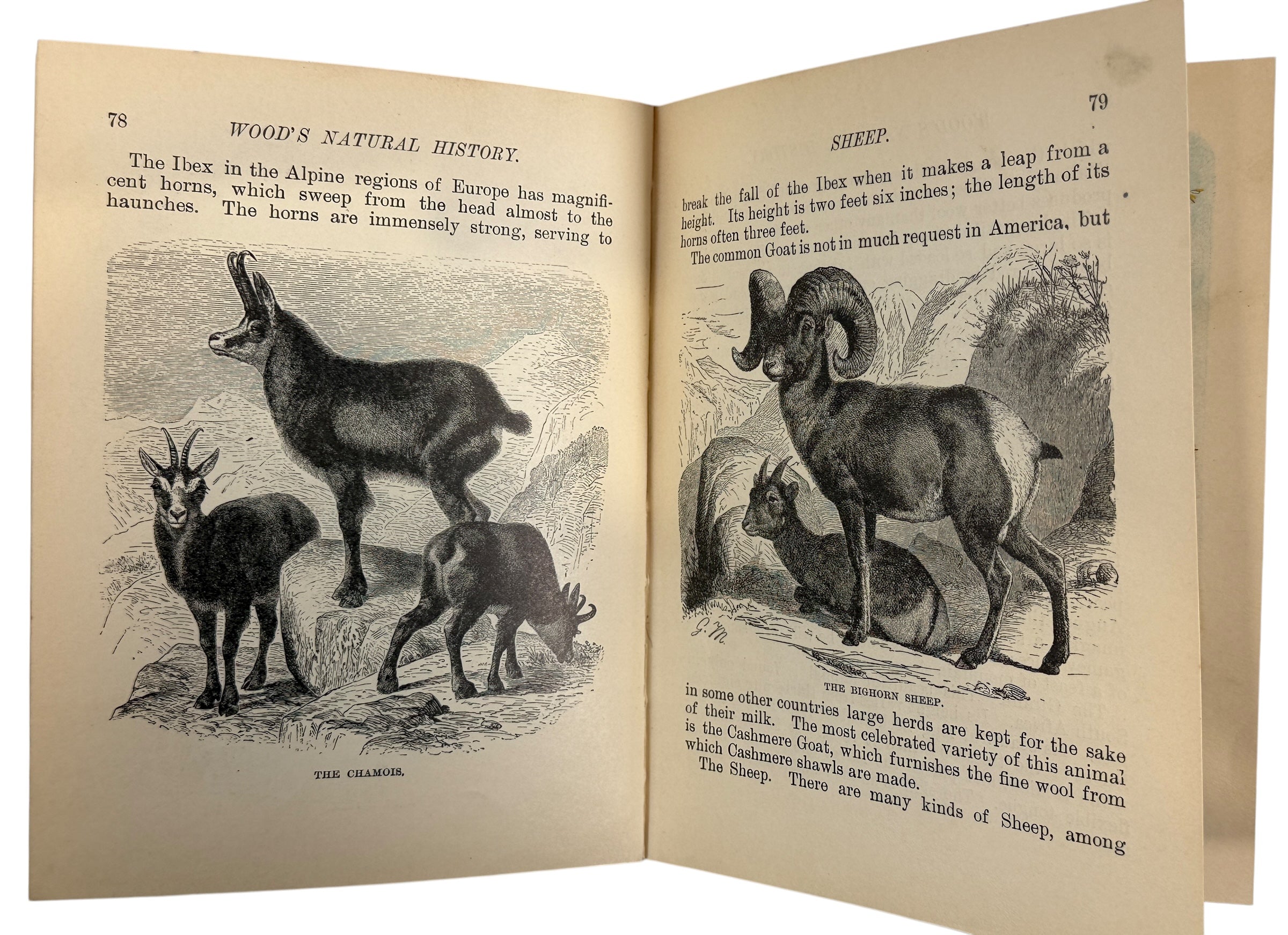 1899 J.G. Wood Illustrated Natural History with colour plates and decorative cover. Antique wildlife book ideal for collectors, home libraries, and vintage décor.