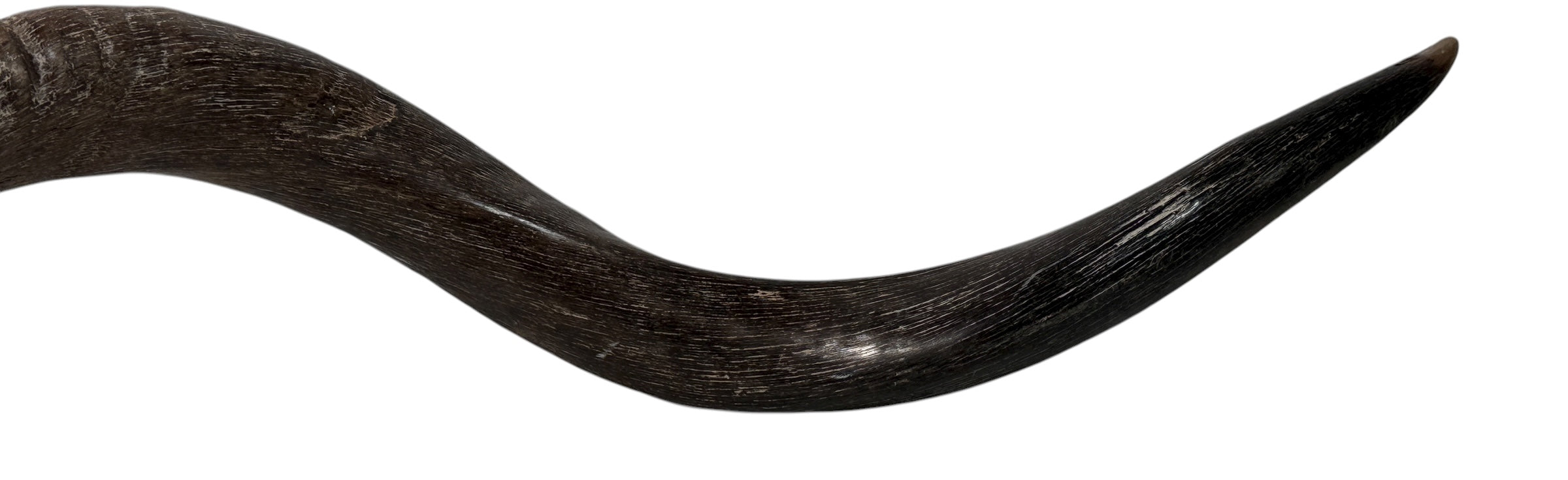 Authentic vintage Kudu shofar with natural patina and silver mouthpiece cap. Hand-carved ceremonial ram’s horn from Israel or South Africa.
