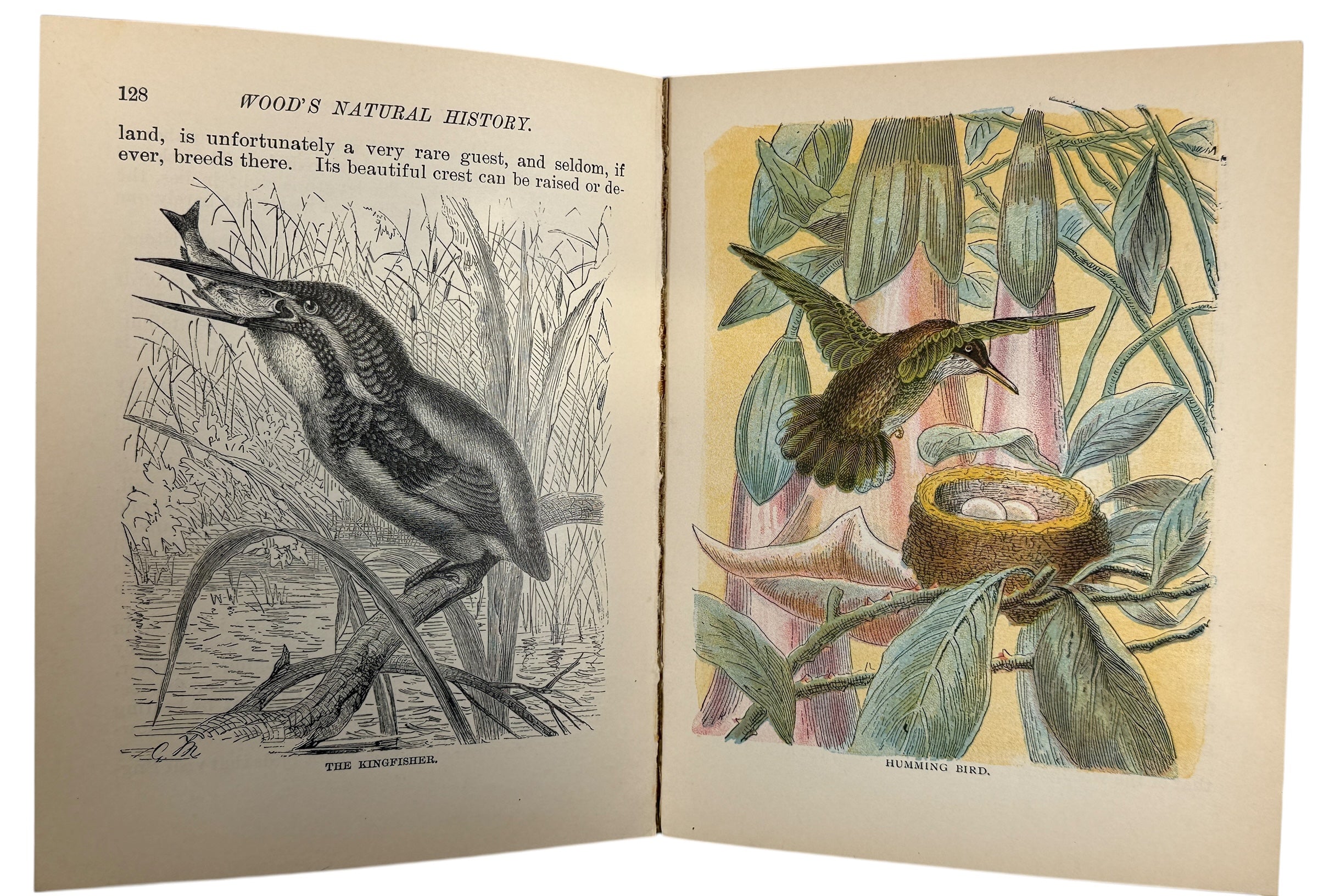 1899 J.G. Wood Illustrated Natural History with colour plates and decorative cover. Antique wildlife book ideal for collectors, home libraries, and vintage décor.