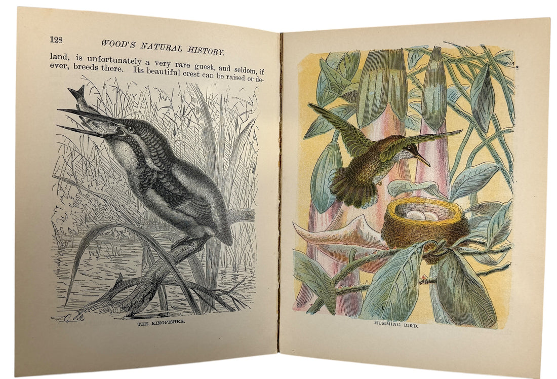 1899 J.G. Wood Illustrated Natural History with colour plates and decorative cover. Antique wildlife book ideal for collectors, home libraries, and vintage décor.