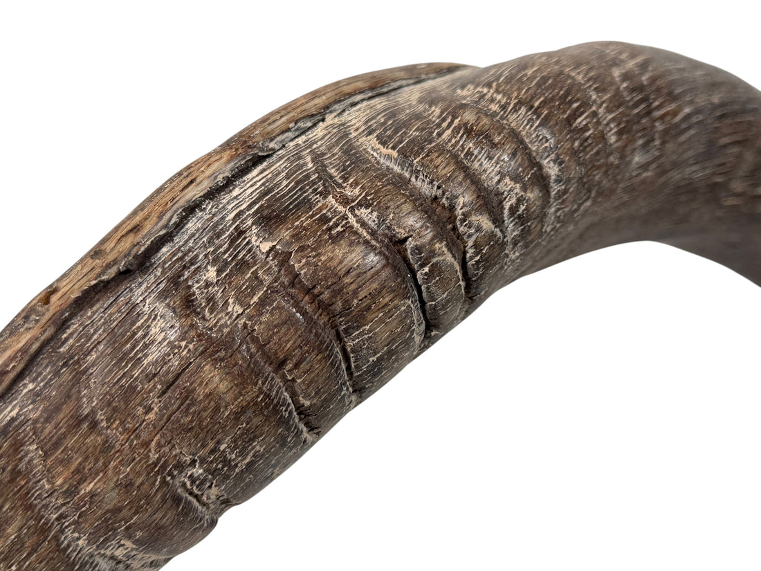 Authentic vintage Kudu shofar with natural patina and silver mouthpiece cap. Hand-carved ceremonial ram’s horn from Israel or South Africa.