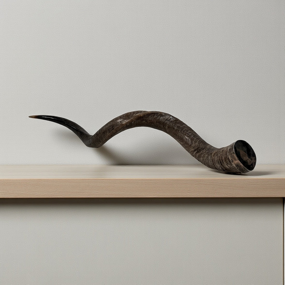 Authentic vintage Kudu shofar with natural patina and silver mouthpiece cap. Hand-carved ceremonial ram’s horn from Israel or South Africa.