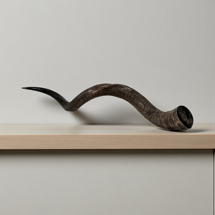 Authentic vintage Kudu shofar with natural patina and silver mouthpiece cap. Hand-carved ceremonial ram’s horn from Israel or South Africa.