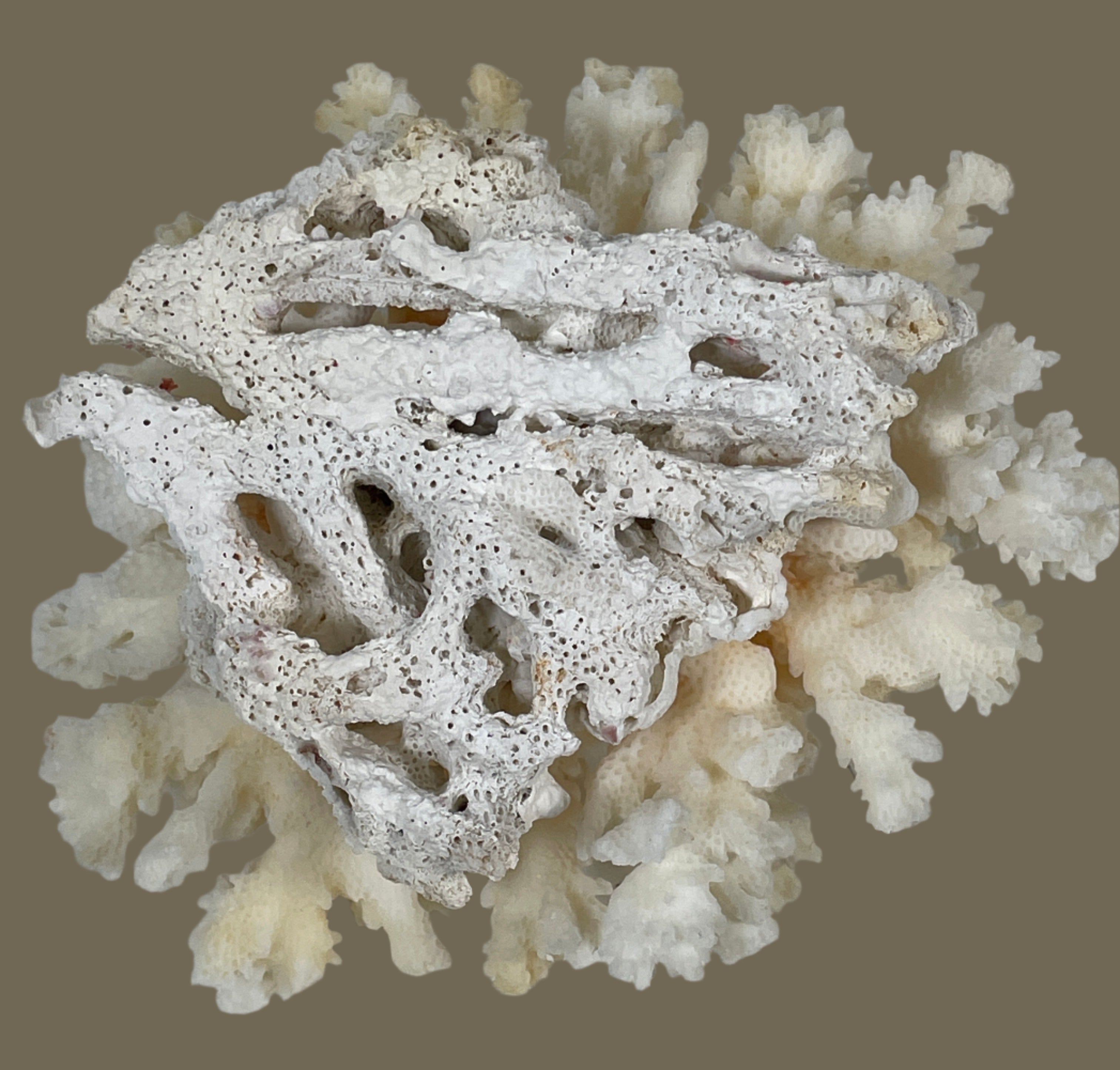 Corail blanc naturel authentique pour aquarium, décoration pour la maison