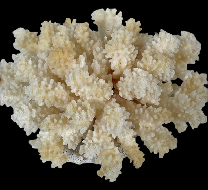 Corail blanc naturel authentique pour aquarium, décoration pour la maison