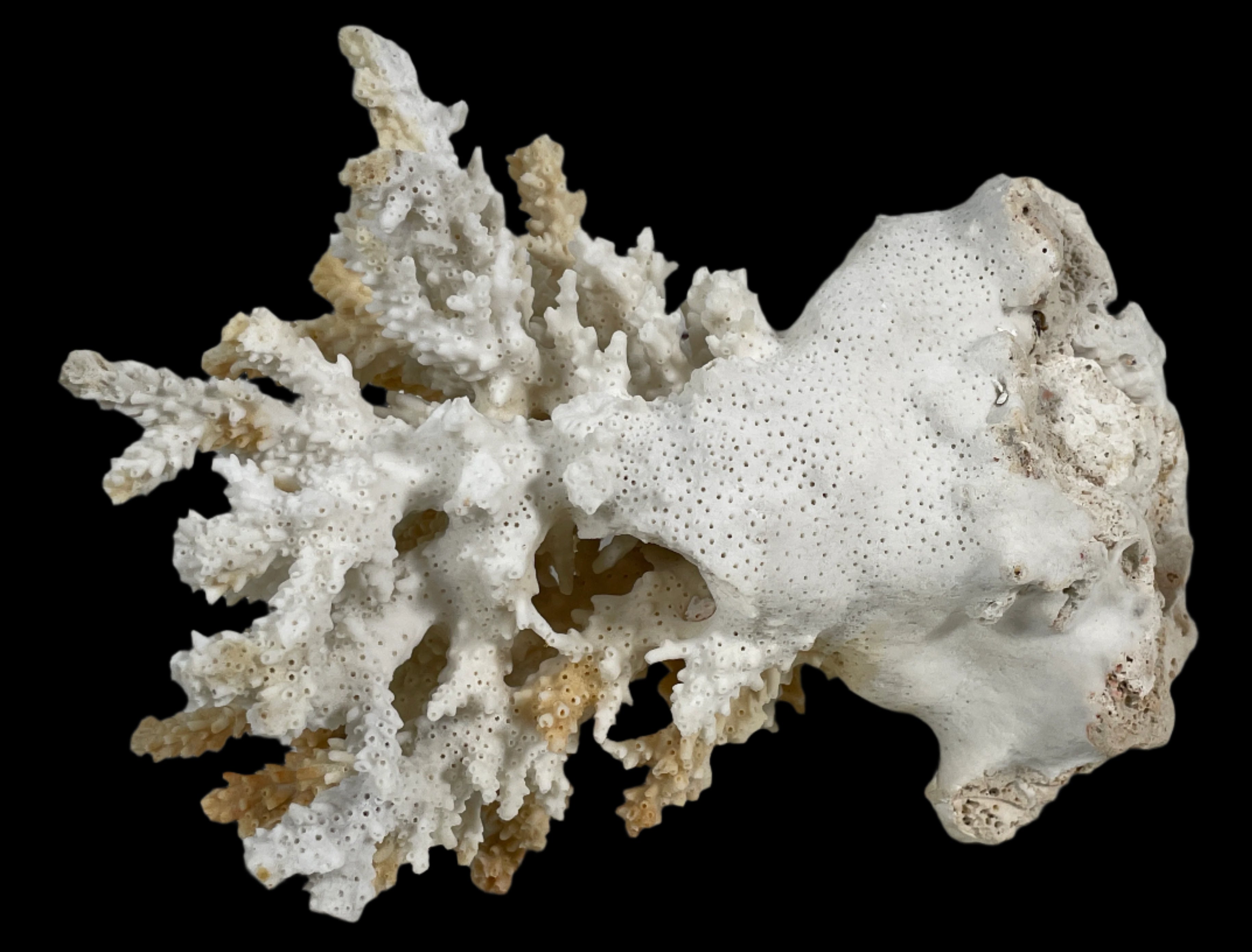 Natural Real Coral White Reef Aquarium Decor Coral, Home Decor