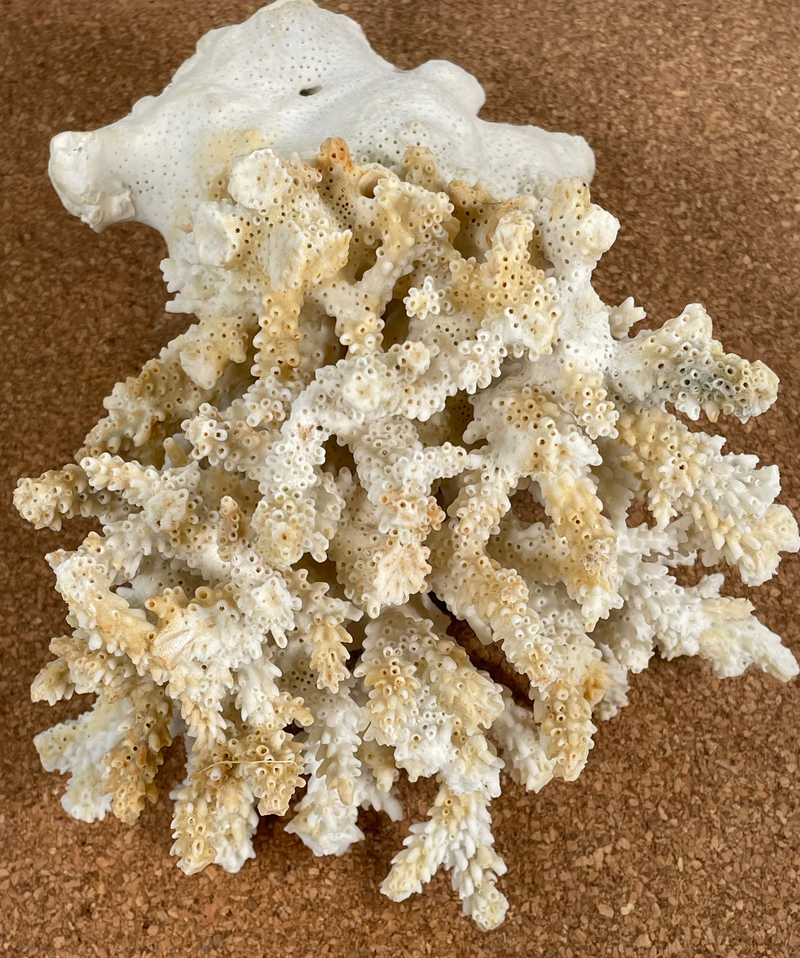 Corail blanc naturel véritable pour aquarium, décoration pour la maison