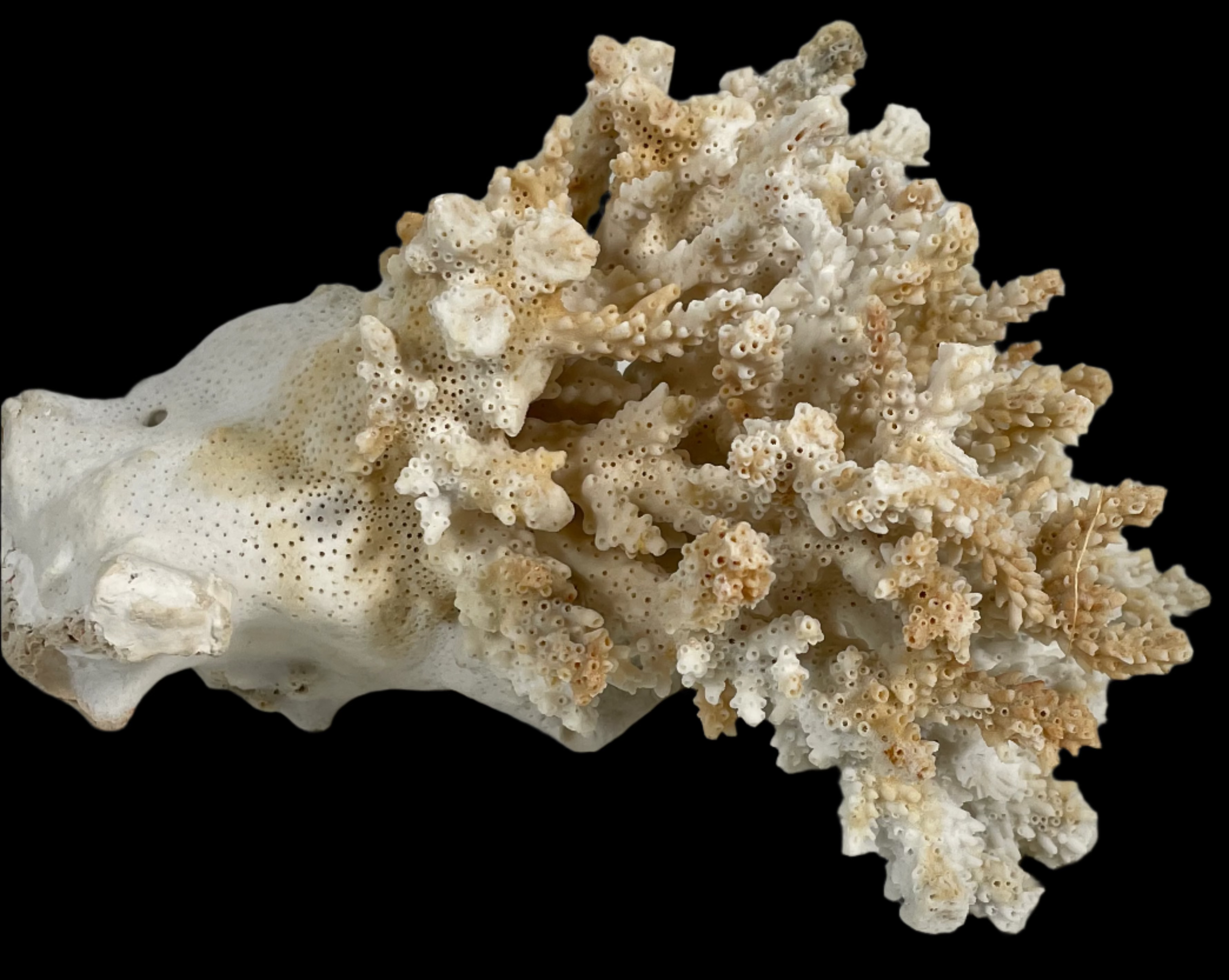 Natural Real Coral White Reef Aquarium Decor Coral, Home Decor