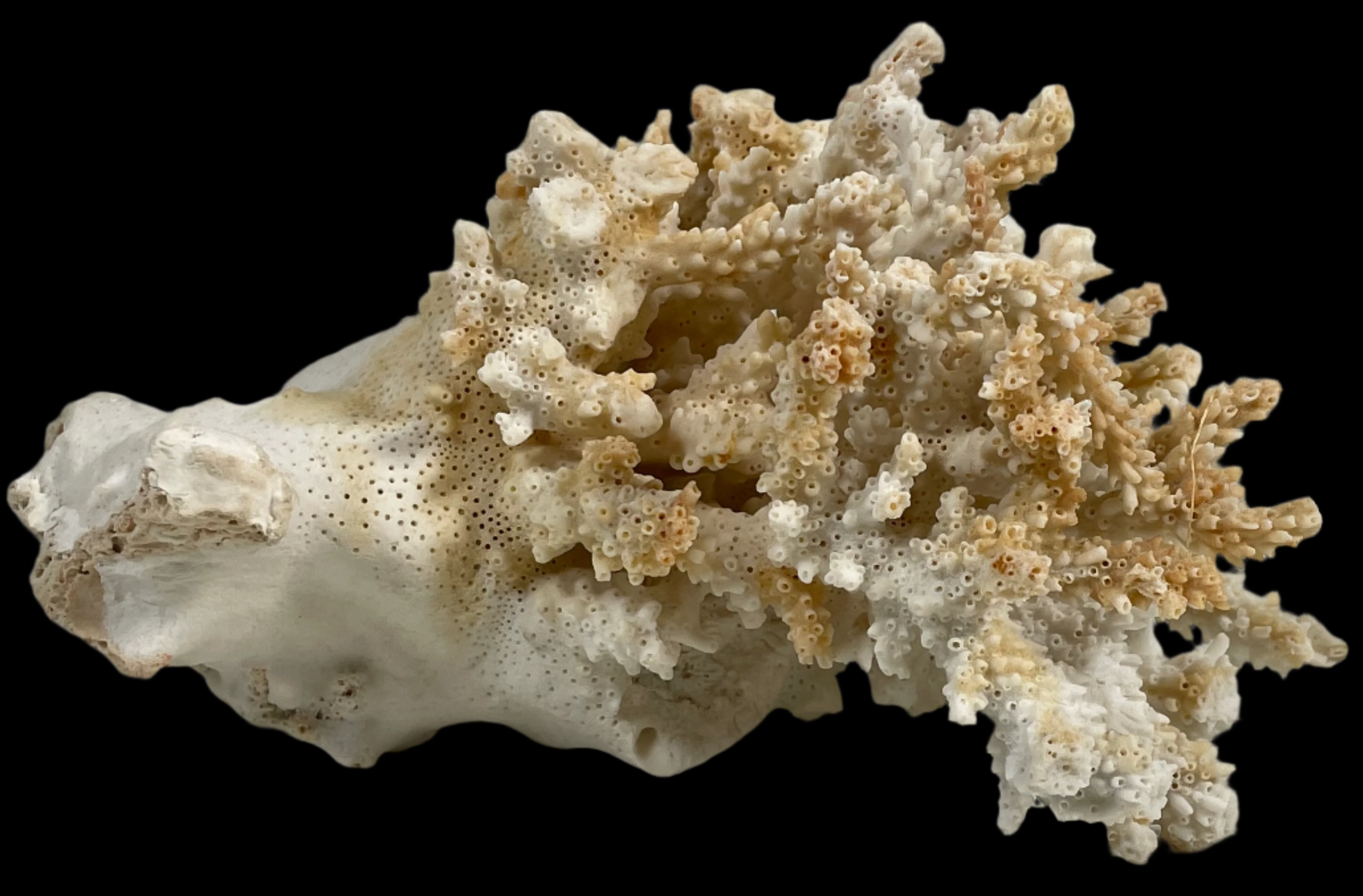 Natural Real Coral White Reef Aquarium Decor Coral, Home Decor