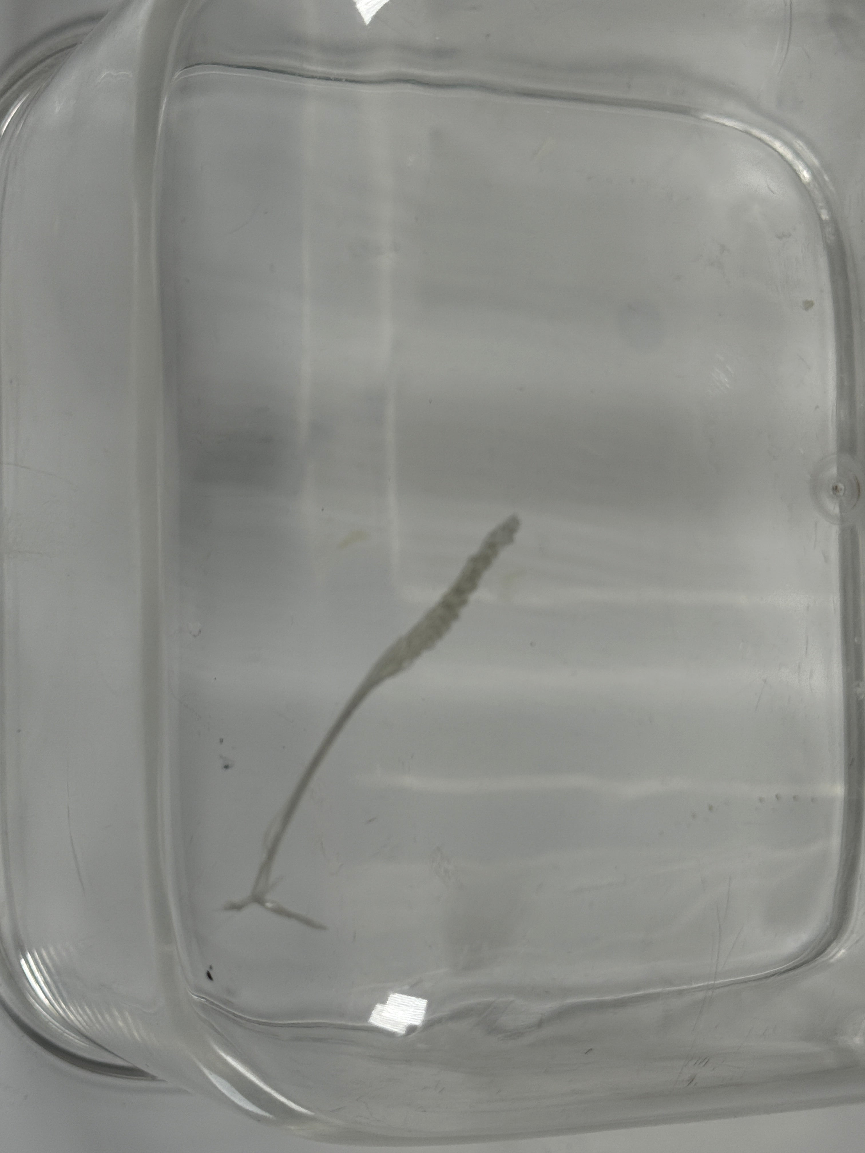 Seau à glace en Lucite Guzzini « Amanda » des années 1970 – Italie – Défaut