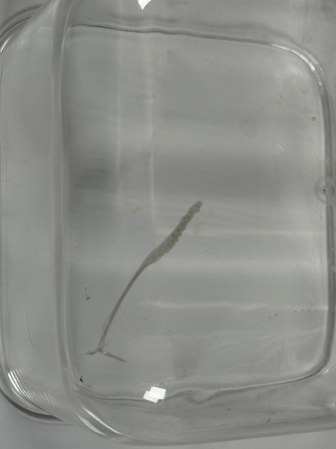 Seau à glace en Lucite Guzzini « Amanda » des années 1970 – Italie – Défaut