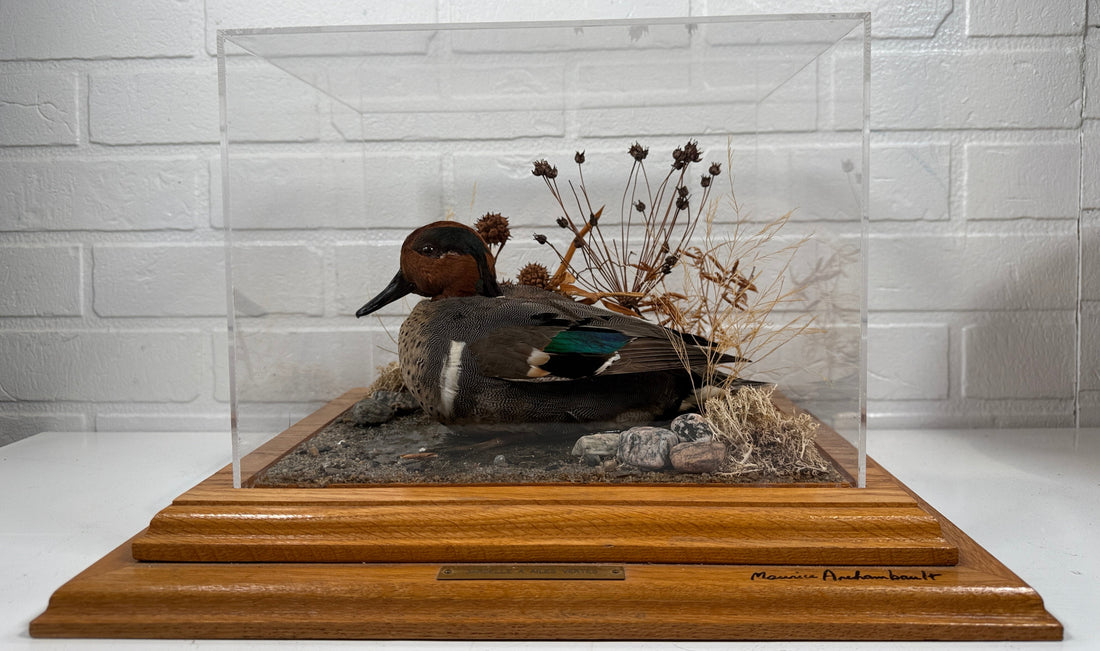Diorama de taxidermie de sarcelle à ailes vertes vintage par Maurice Archambault