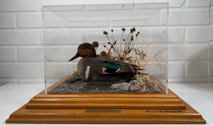 Vintage Green-winged Teal Taxidermy Diorama by Maurice Archambault