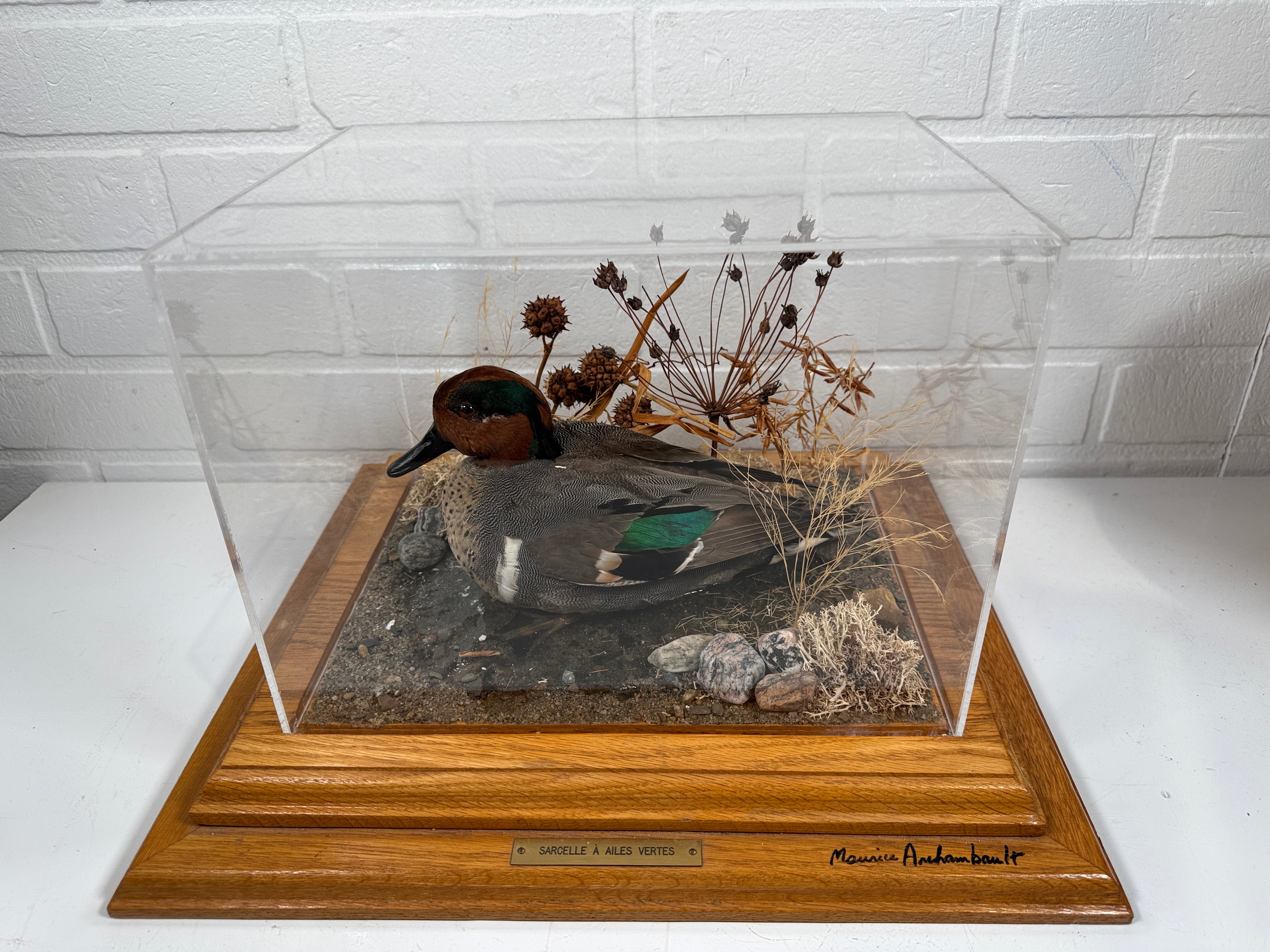 Diorama de taxidermie de sarcelle à ailes vertes vintage par Maurice Archambault