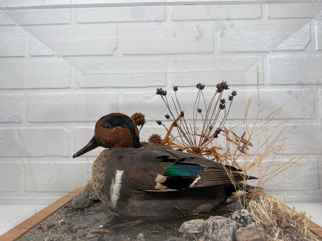 Diorama de taxidermie de sarcelle à ailes vertes vintage par Maurice Archambault