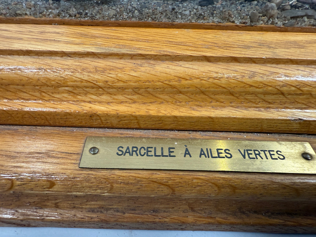 Diorama de taxidermie de sarcelle à ailes vertes vintage par Maurice Archambault