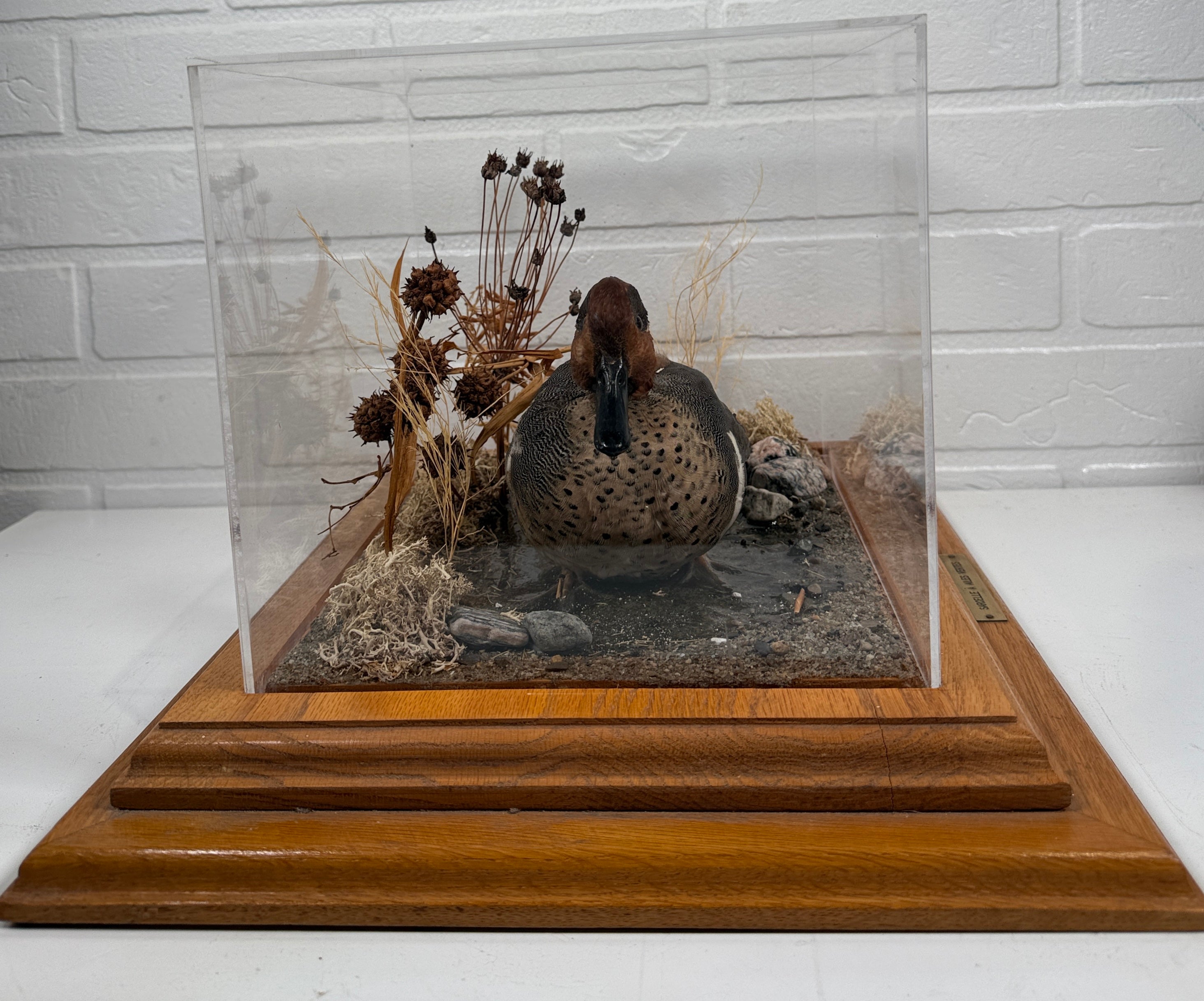 Diorama de taxidermie de sarcelle à ailes vertes vintage par Maurice Archambault