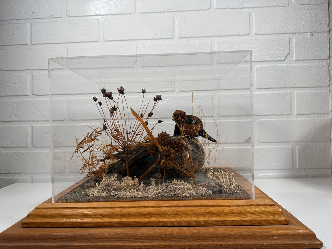 Diorama de taxidermie de sarcelle à ailes vertes vintage par Maurice Archambault