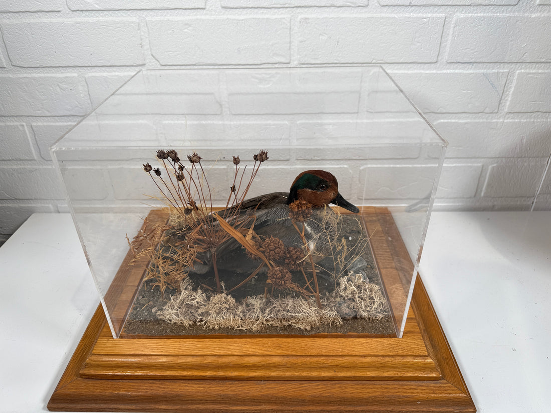Diorama de taxidermie de sarcelle à ailes vertes vintage par Maurice Archambault