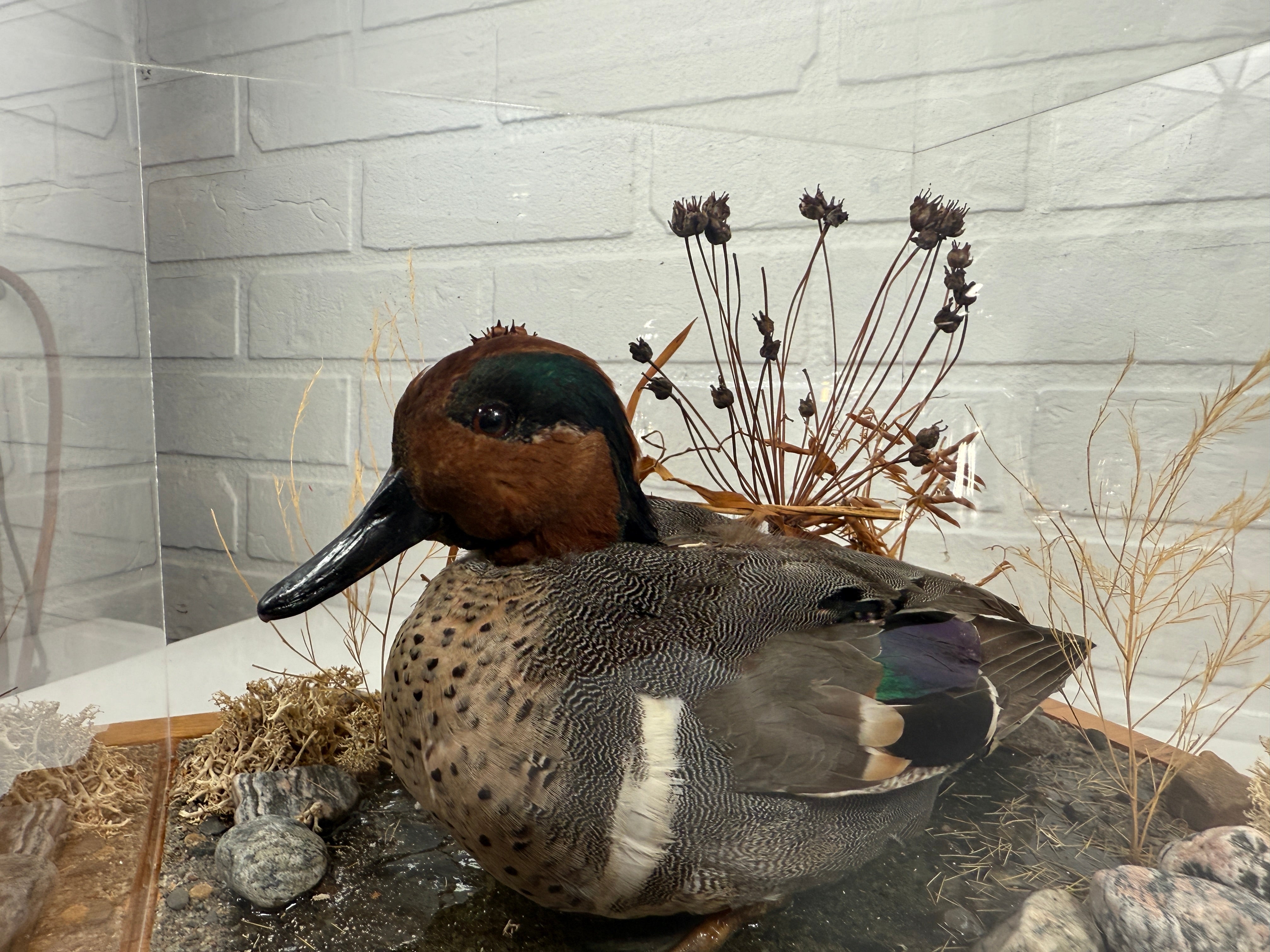 Diorama de taxidermie de sarcelle à ailes vertes vintage par Maurice Archambault