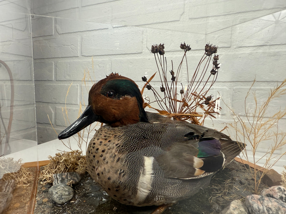 Diorama de taxidermie de sarcelle à ailes vertes vintage par Maurice Archambault