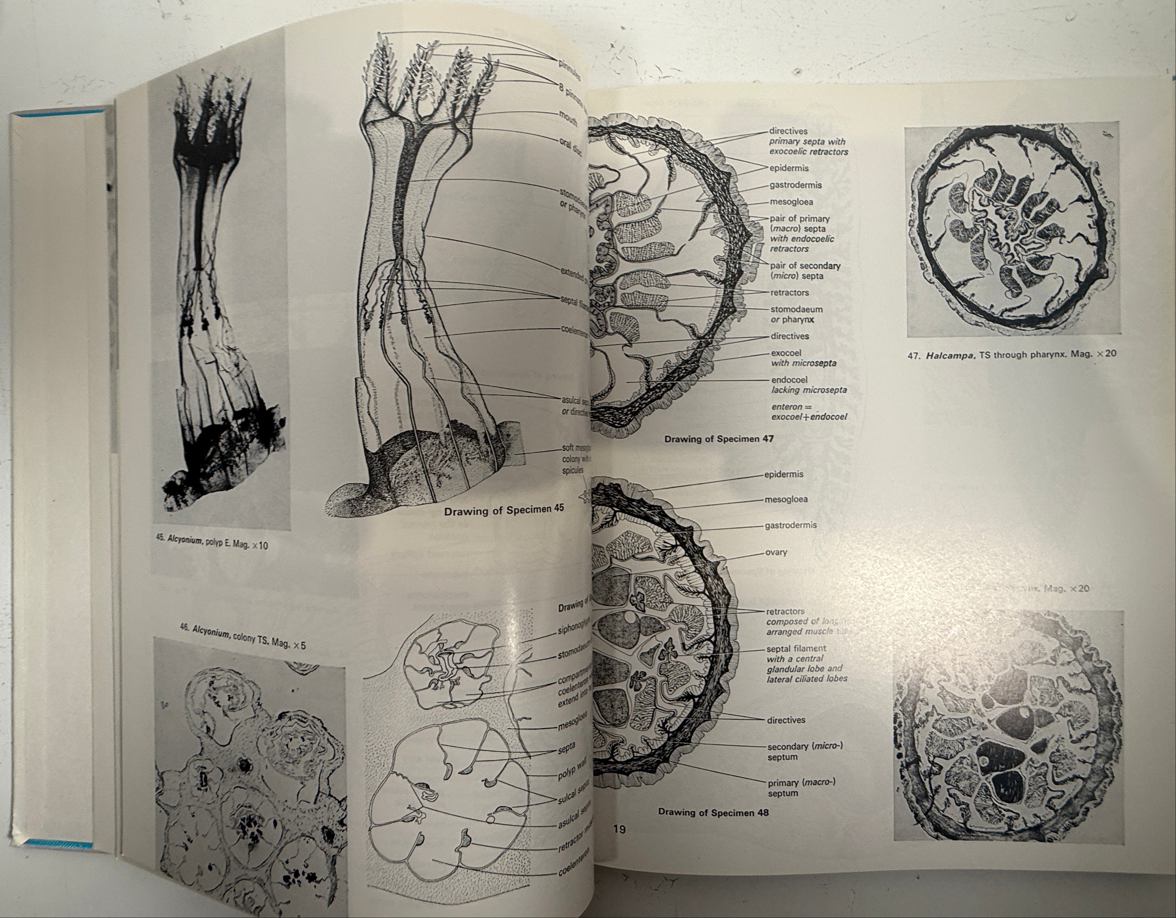 Livre relié vintage – Atlas des structures des invertébrés (Freeman)