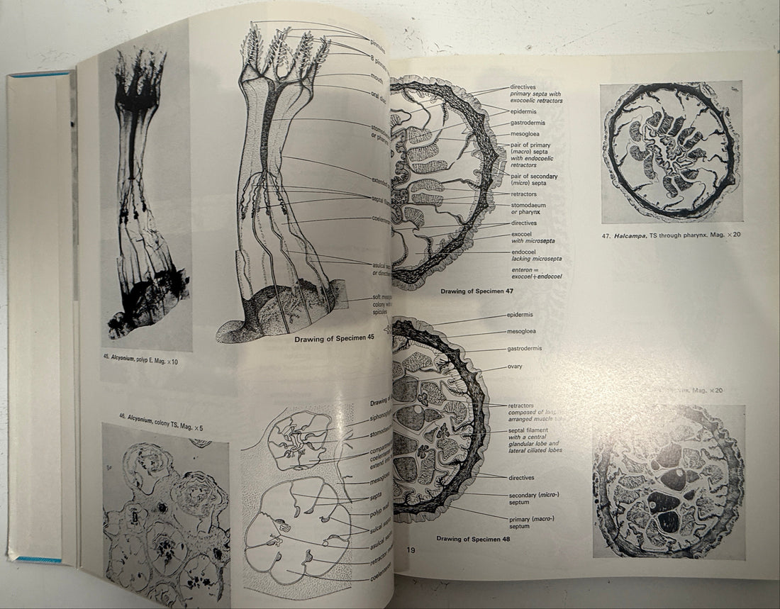 Livre relié vintage – Atlas des structures des invertébrés (Freeman)