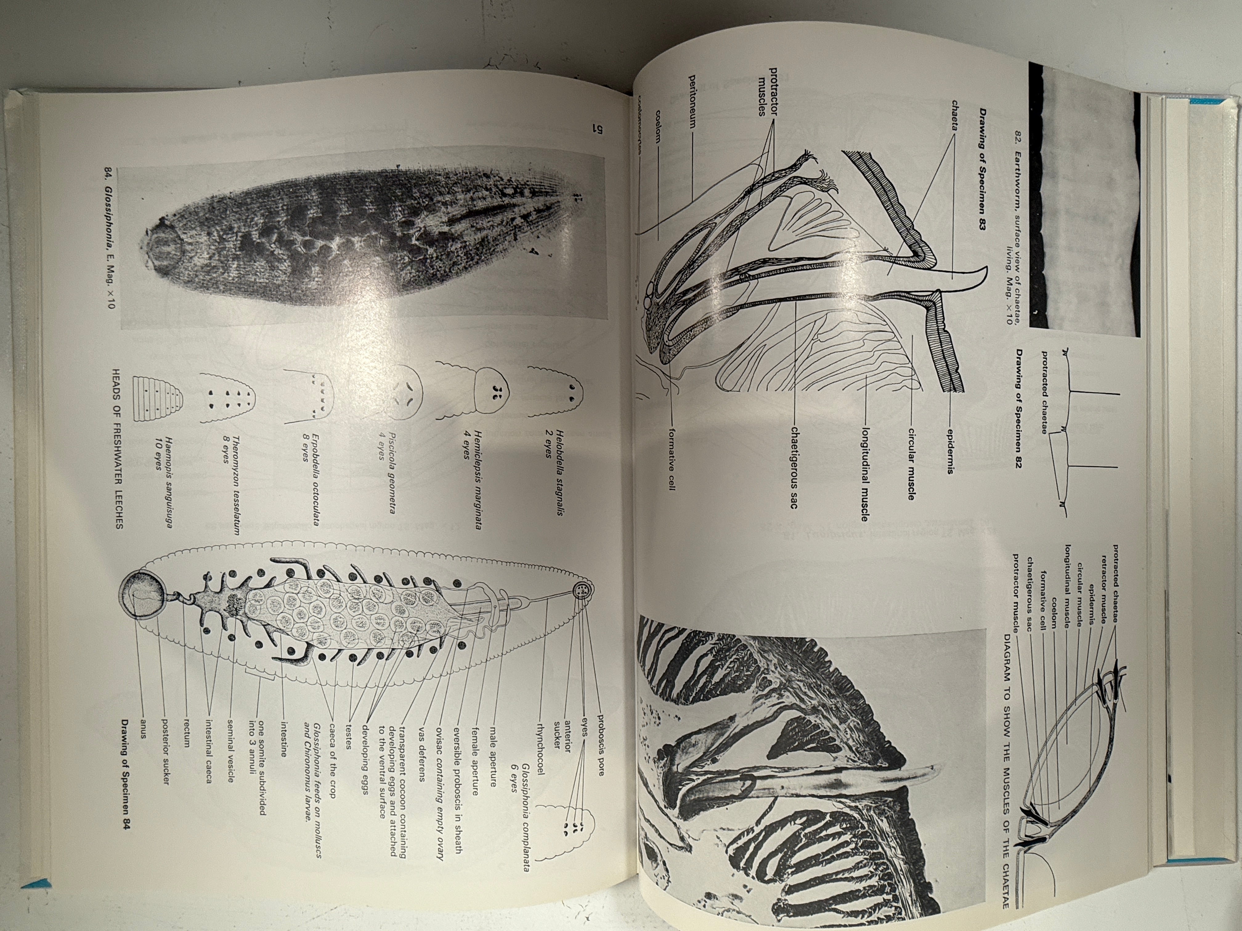 Livre relié vintage – Atlas des structures des invertébrés (Freeman)