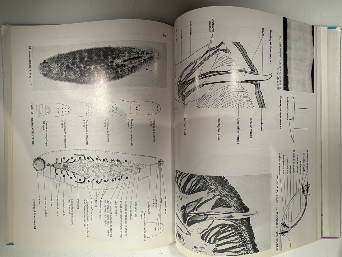 Livre relié vintage – Atlas des structures des invertébrés (Freeman)