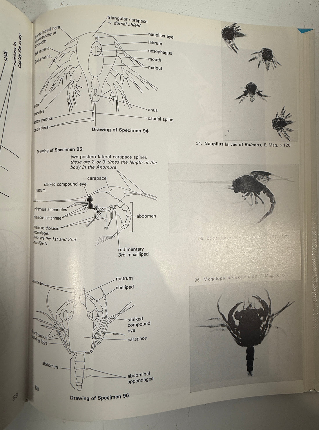 Livre relié vintage – Atlas des structures des invertébrés (Freeman)