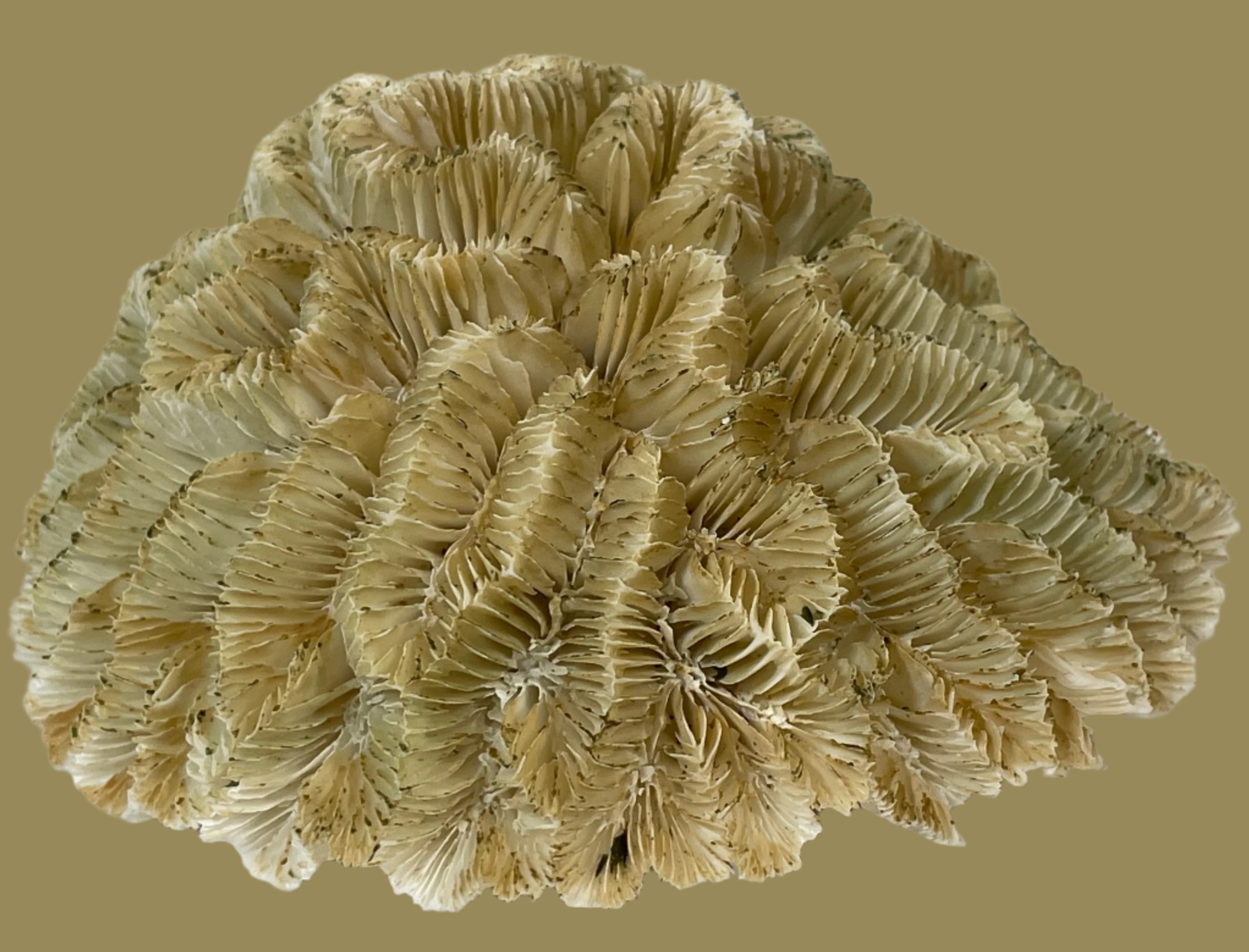 Corail blanc champignon naturel, spécimen de corail de collection, 245 g