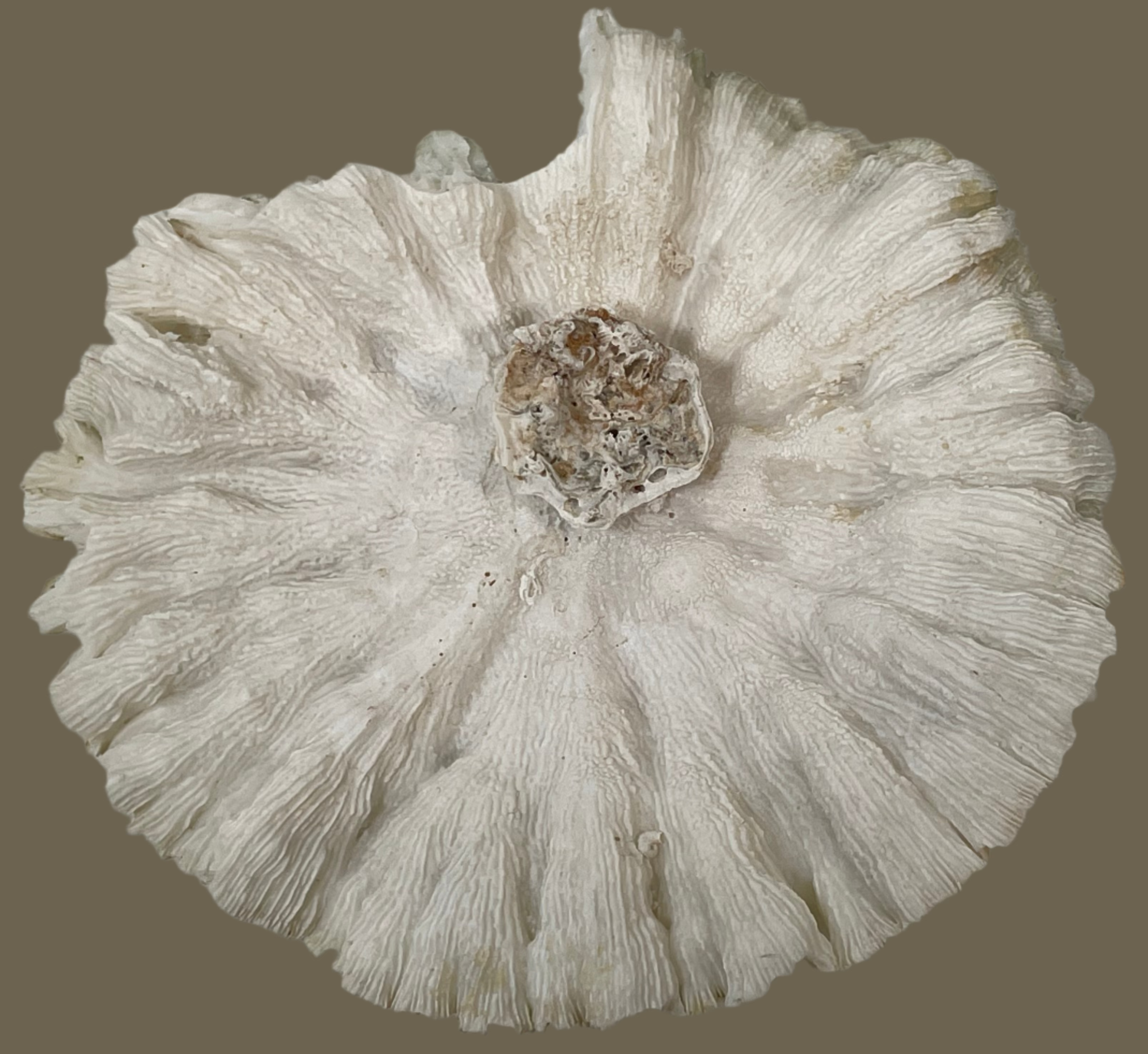 Corail blanc champignon naturel, spécimen de corail de collection, 245 g