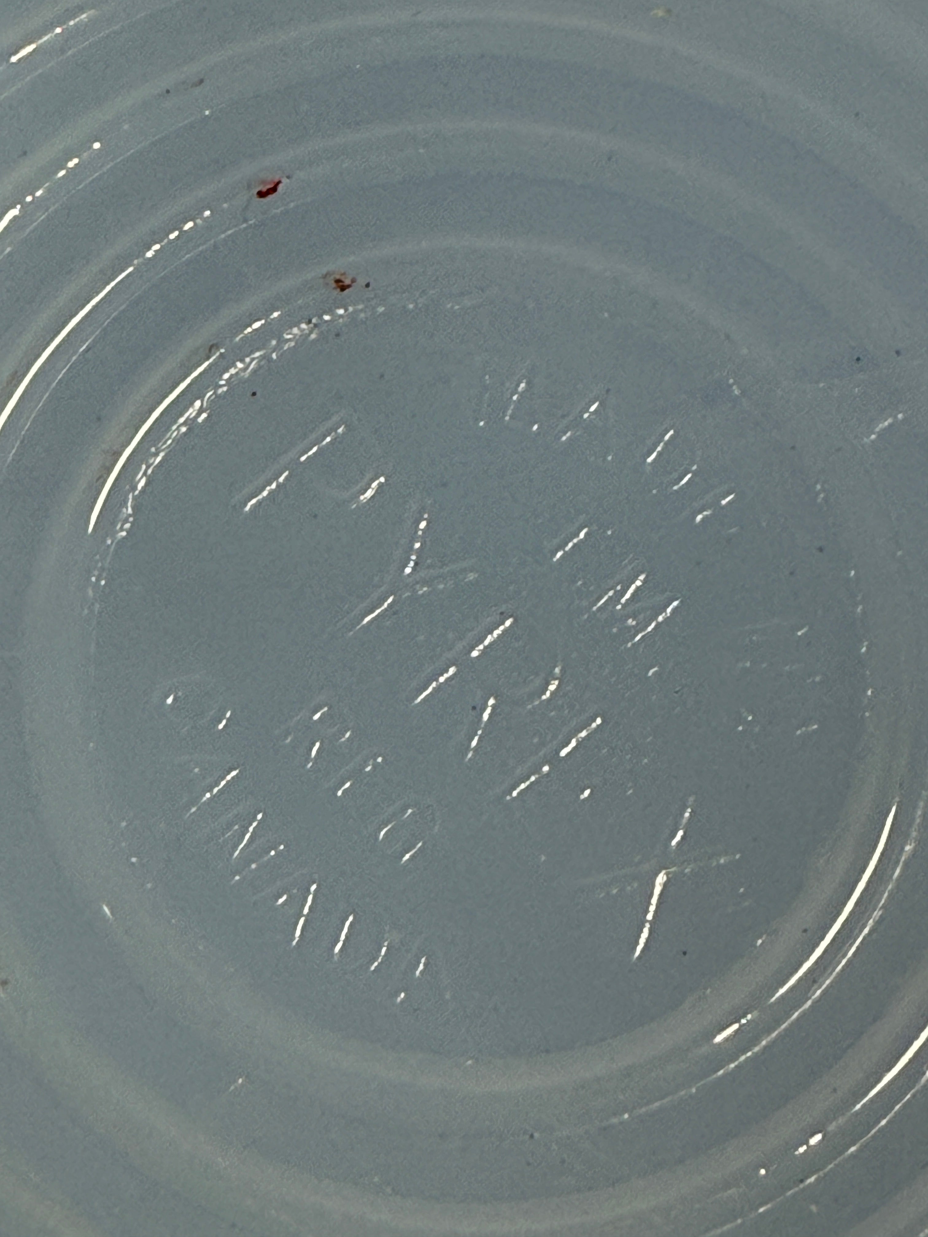 Close-up of a Blue, Pyrex Canada Glass Plate