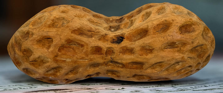 Vintage hand-carved wooden peanut sculpture crafted from solid hardwood. Large 14-inch folk art decorative carving with rustic character and unique appeal.