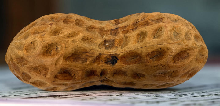 Vintage hand-carved wooden peanut sculpture crafted from solid hardwood. Large 14-inch folk art decorative carving with rustic character and unique appeal.