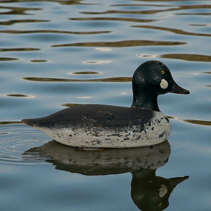 Vintage Quebec duck decoy attributed to Rivest of St-Sulpice. Hand-carved folk art with original ballast and authentic working wear. Collectible Canadian carving.