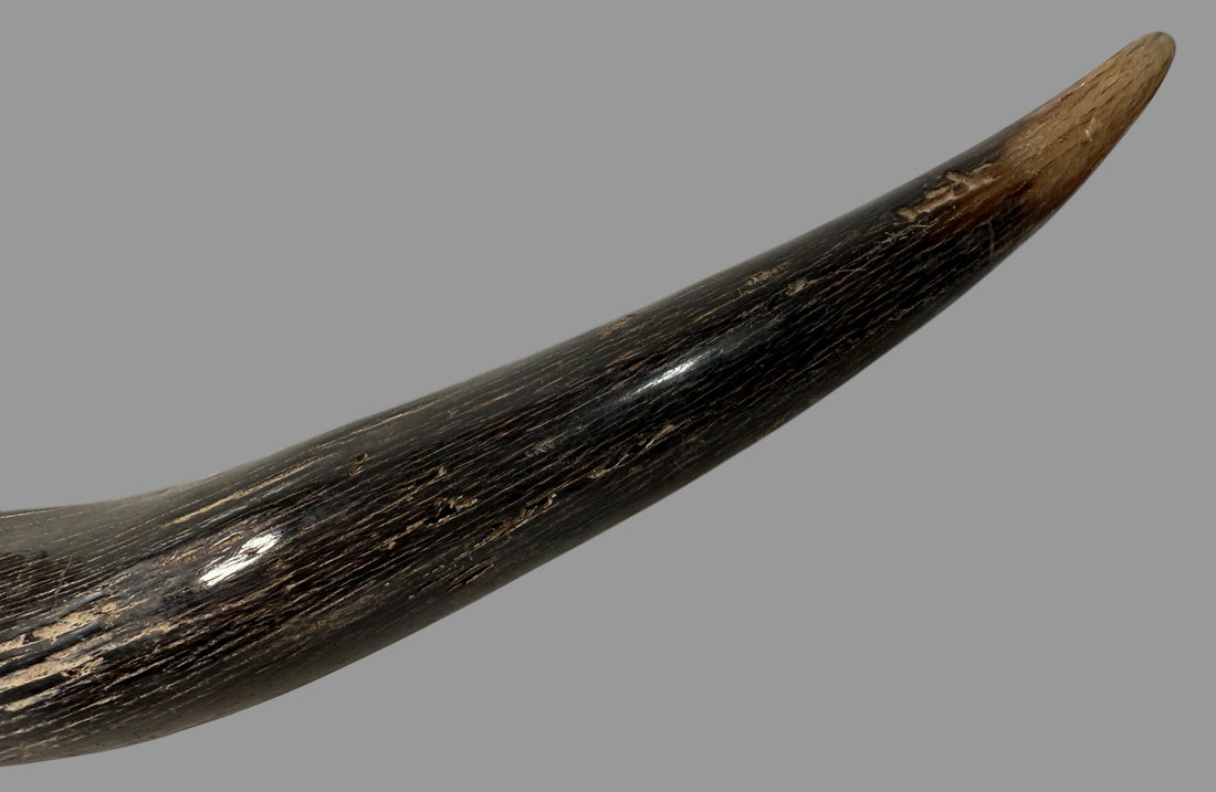 Authentic vintage Kudu shofar with natural patina and silver mouthpiece cap. Hand-carved ceremonial ram’s horn from Israel or South Africa.