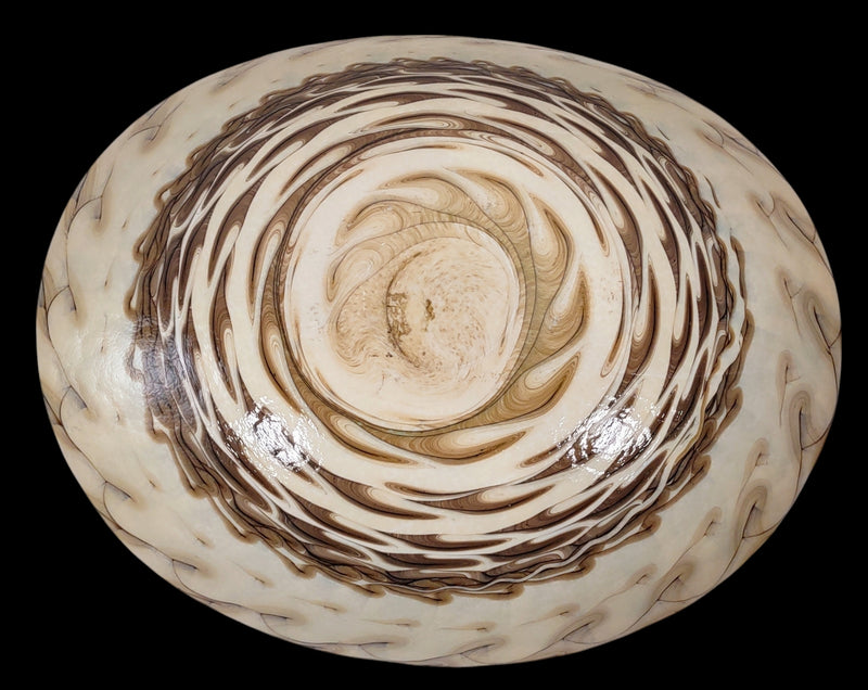 Bol en verre d'art de Murano Nautilus Sea Shell Italie, 20 " x 17"