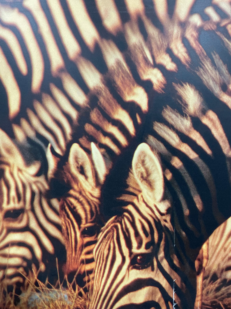 Framed Zebra Print (Wall Size)